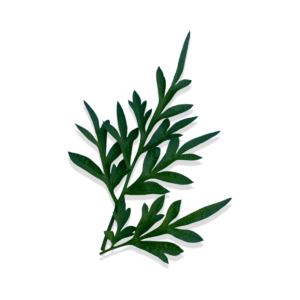 UGAOO Jade Plant, Golden Money Plant