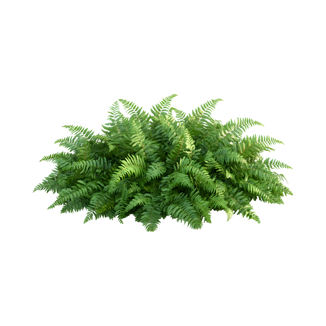 UGAOO Jade Plant, Golden Money Plant - Image 2