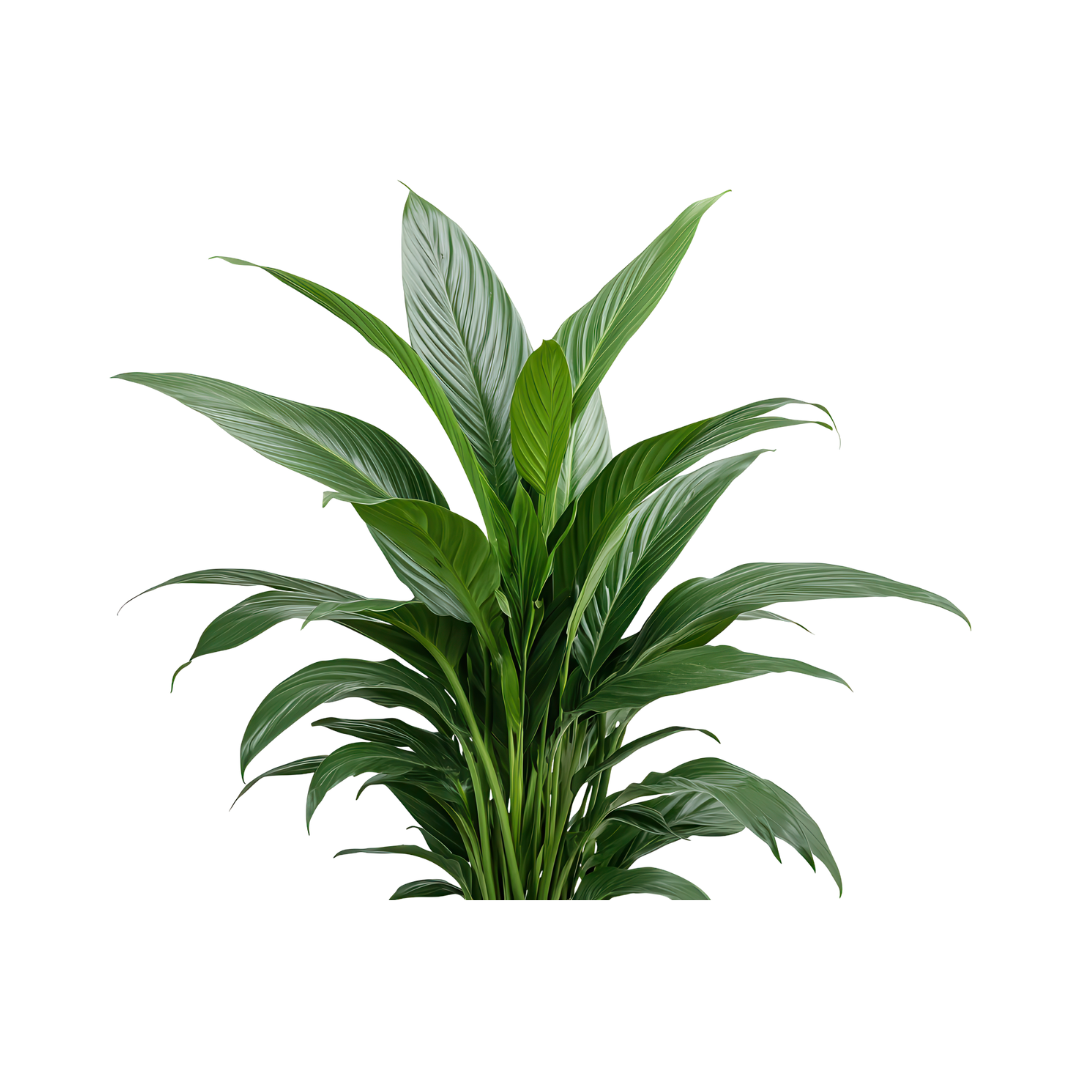 UGAOO Jade Plant, Golden Money Plant - Image 3