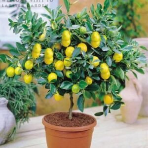 BREEZY BLOOMS Miyazaki LEMON plant