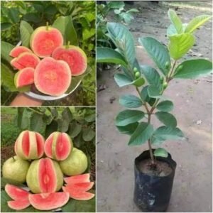 Barnaby Guava Plant