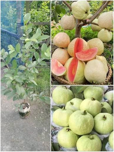 Barnaby Guava Plant - Image 2
