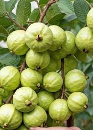Barnaby Guava Plant - Image 3