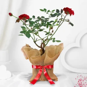 Potted Rose Plant